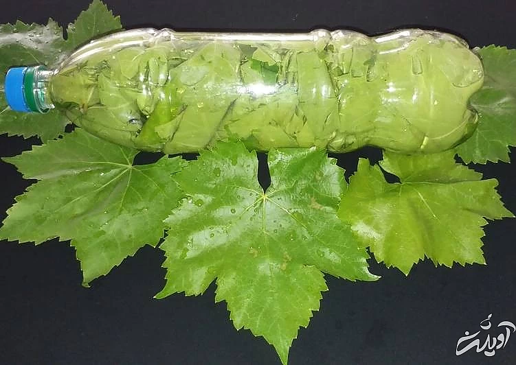 کنسرو برگ مو